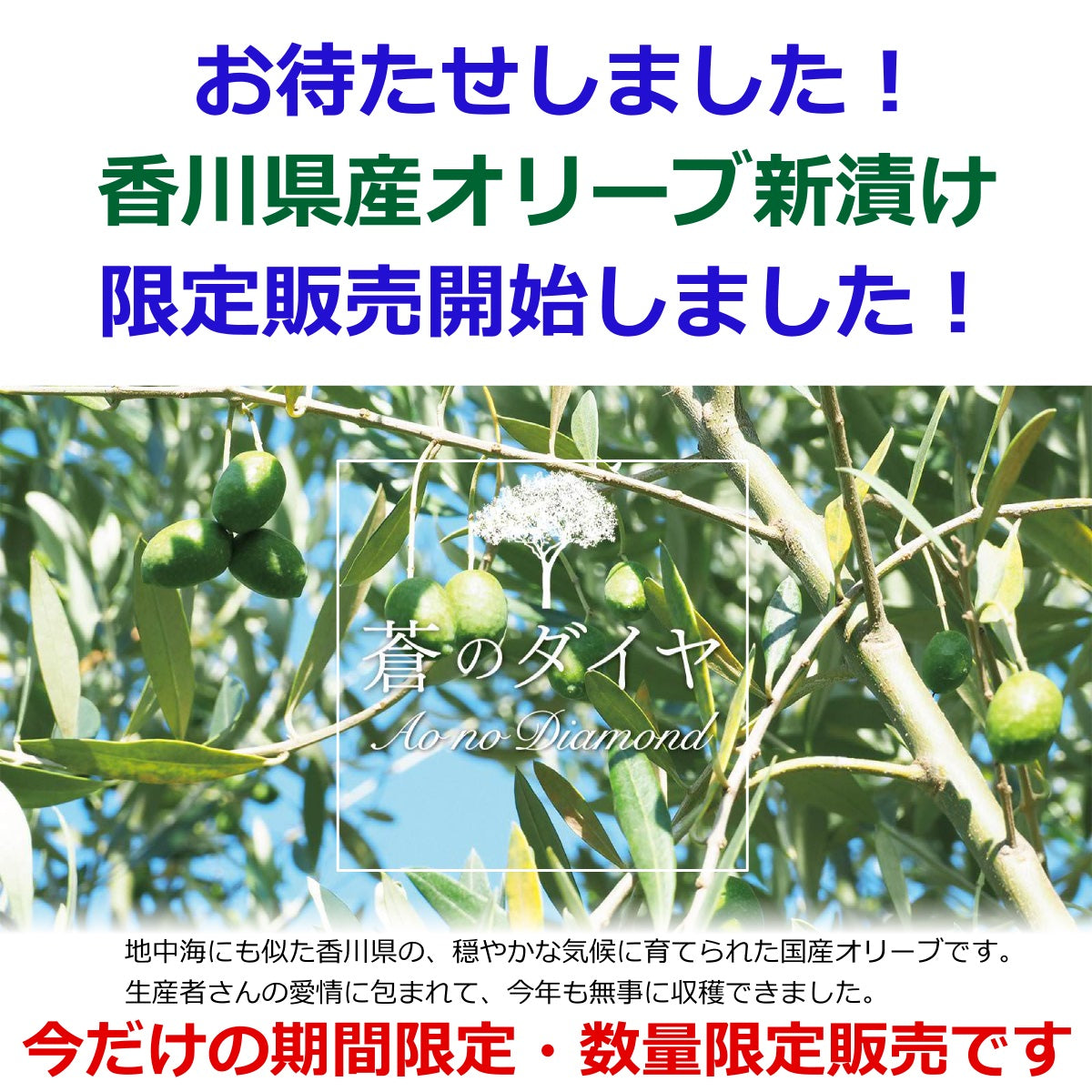 【予約品】オリーブ新漬け 蒼のダイヤ ( 国産 香川県産 ) 80g オリーブ新漬 塩漬け 限定品