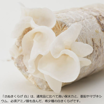 さぬきくらげ 白 ( 香川県産 乾燥 白きくらげ ) 8g 袋入り 送料無料 メール便